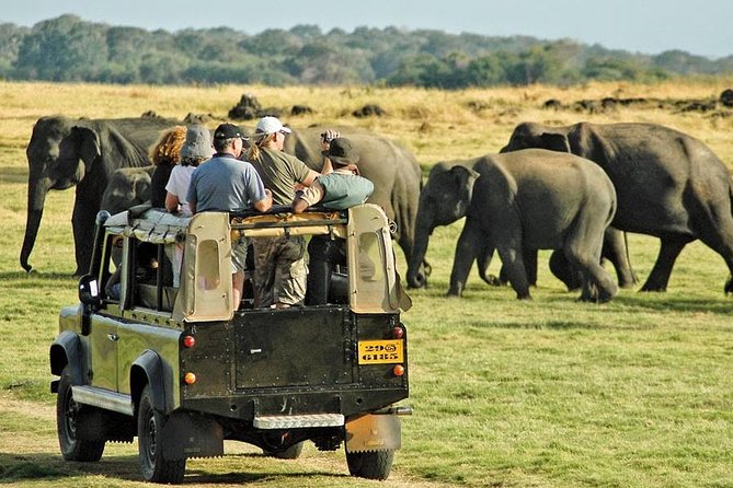 Afternoon Game Drive at Minneriya National Park - Good To Know