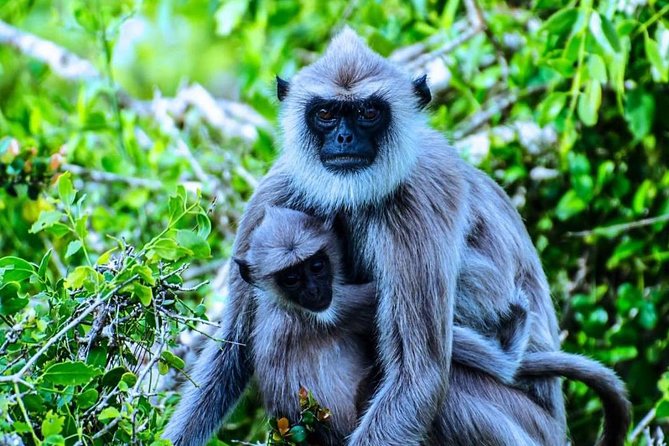 Afternoon Safari to Bundala National Park - Good To Know