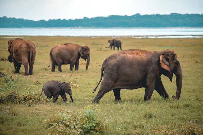 Afternoon Safari to Kaudulla National Park - Good To Know