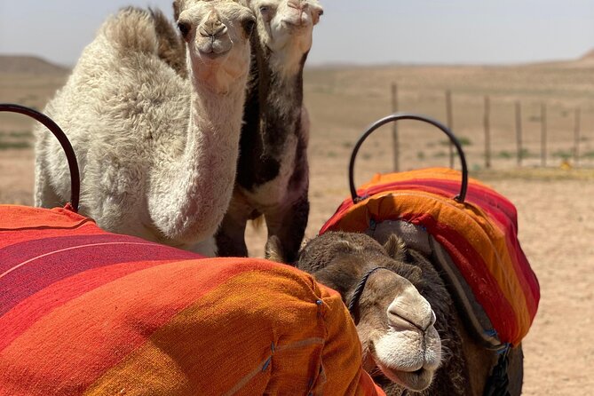Agafay Desert Sunset Dinner Show Starts From Marrakech - Good To Know