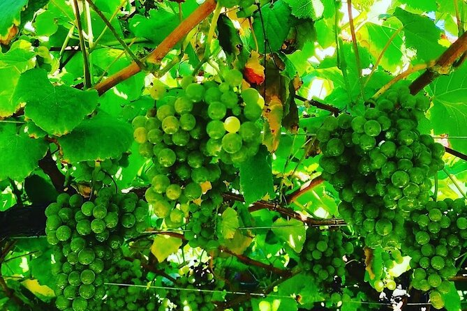 Albariño Wine and Santiago De Compostela - Good To Know