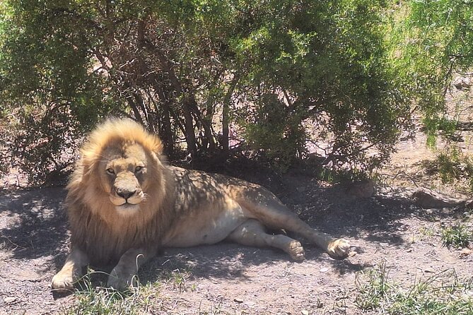 All-inclusive Big 5 Aquila Safari Game Drive Experience Day Tour - Good To Know