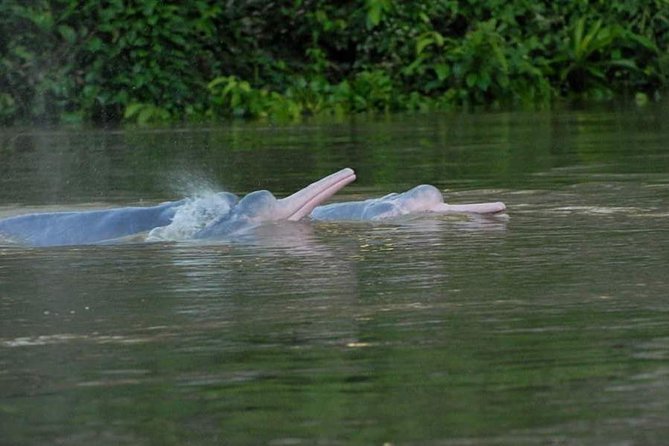 Amazon Discovery 4 Days and 3 Nights Pacaya-Samiria Reserve - Good To Know