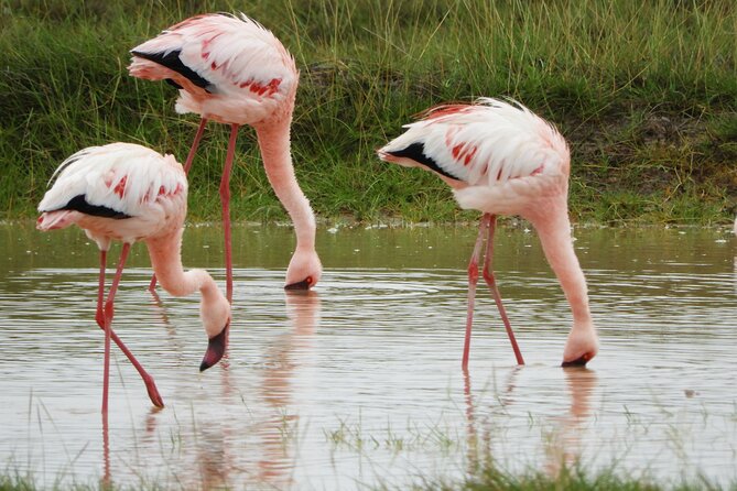 Amboseli National Park Private Day Safari
