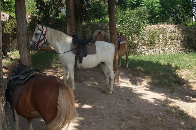 Ancient Roman Horseback Riding Experience - Good To Know