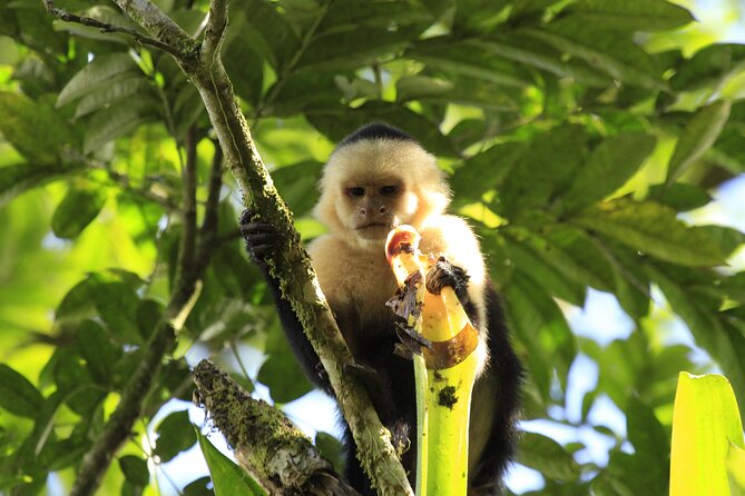 Arenal Volcano & Hanging Bridges Park at Mistico - Location Details