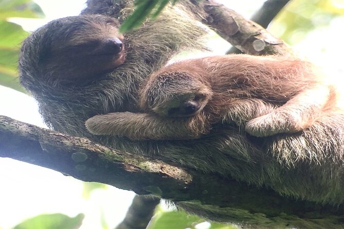Arenal Volcano National Park Sloth Tour - Good To Know