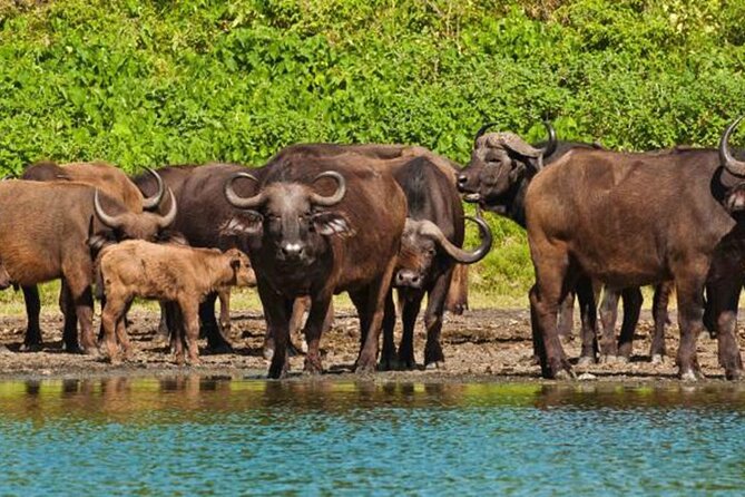 Arusha National Park ( Day Trip ) - Good To Know