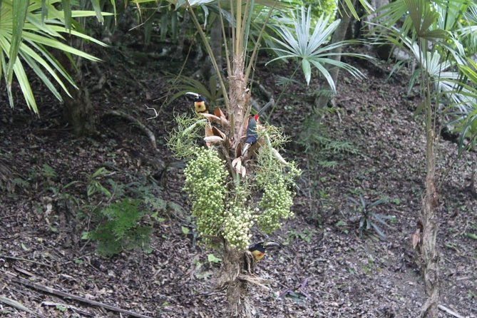 ATM Belize Cave Group Day Tour From Flores Guatemala - Tour Overview