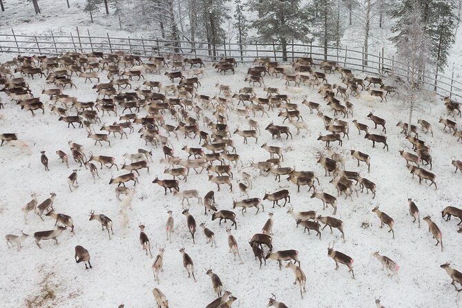 Authentic Reindeer Experience in the Wilderness in Levi - Good To Know