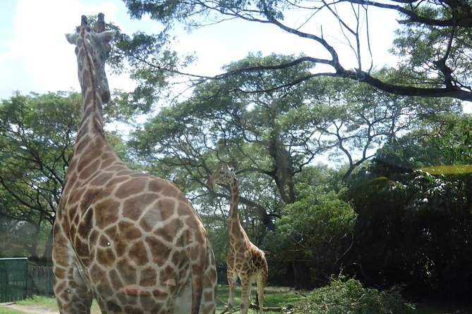 Auto Safari Chapin Drive-Through Nature Park & Zoo From Puerto Quetzal - Good To Know