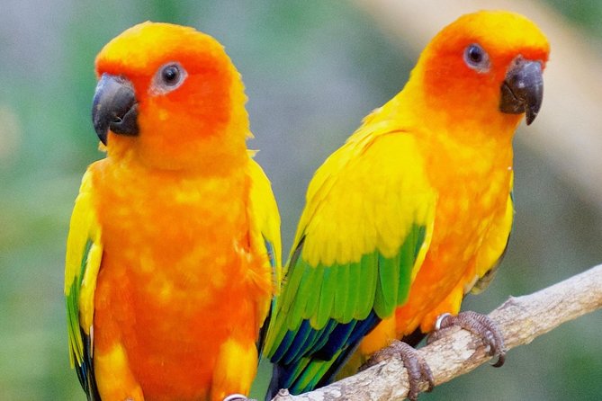 Aviary Only Transportation! - Good To Know