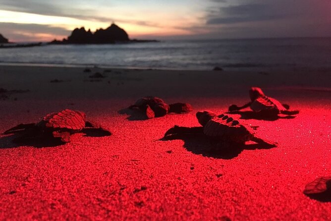 Baby Turtle Release, Night Walk, From Dreams Las Mareas, El Jobo - Good To Know