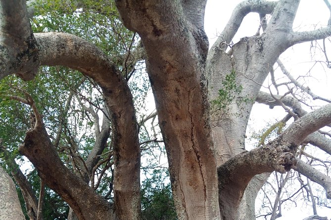 Bagamoyo Historical Tour - Full Day. (Ivory and Slaves Trade) - What To Expect