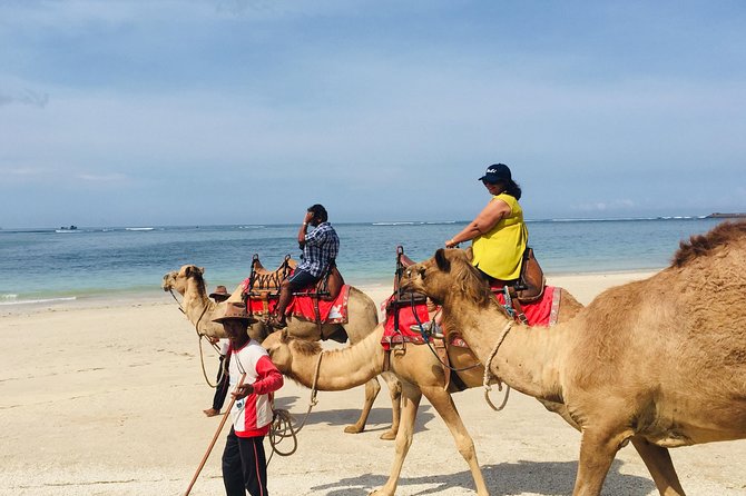 BALI HOLIDAY TRANS#Bali Camel Adventure# - Good To Know