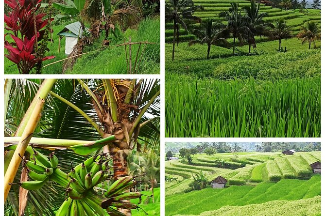 Bali One Day Tour Rice Terrace Jatiluwih Waterfall, Temple - Good To Know