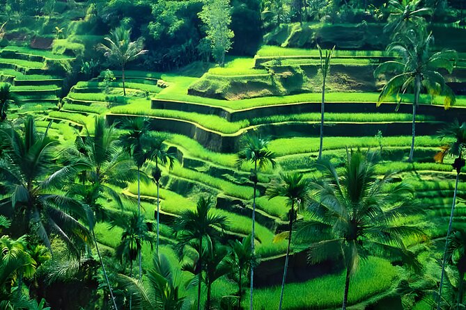 Bali Quad Bike Adventure and Ubud Full Day Tour Packages - Package Highlights