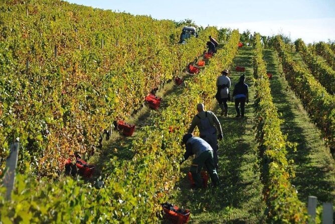 Barbaresco Wine Path: From the Old Town to the Vineyards - Good To Know