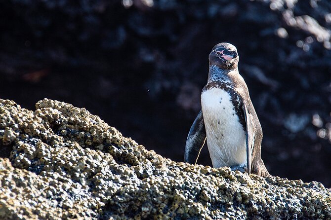 Bartolome Island on Board of Sea Lion Yacht - Good To Know
