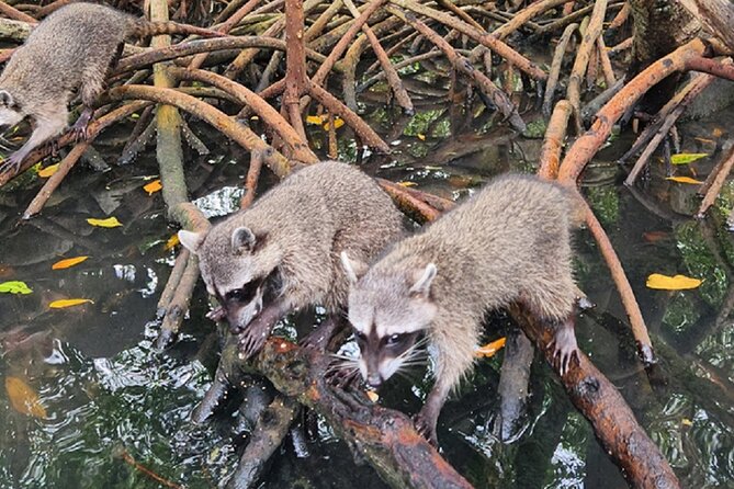Barù Island and Raccoons Tour With SNORKEL Mangrove Lunch and Photos