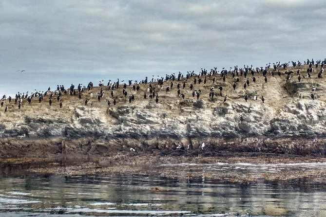 Beagle Channel Navigation On Yacht - Specialized Guide