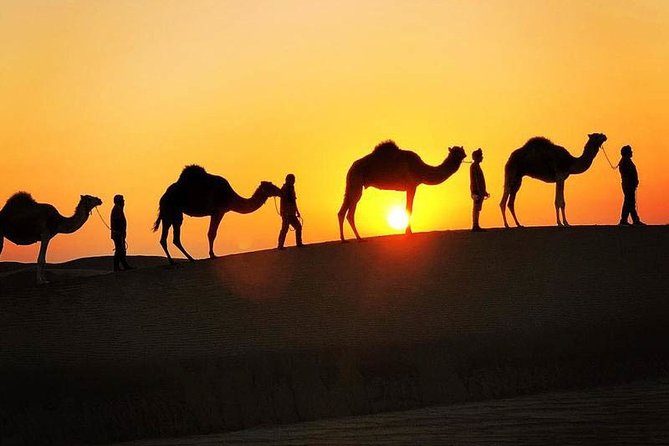 Bedouin Adventure: Dromedaries in the Desert - Good To Know