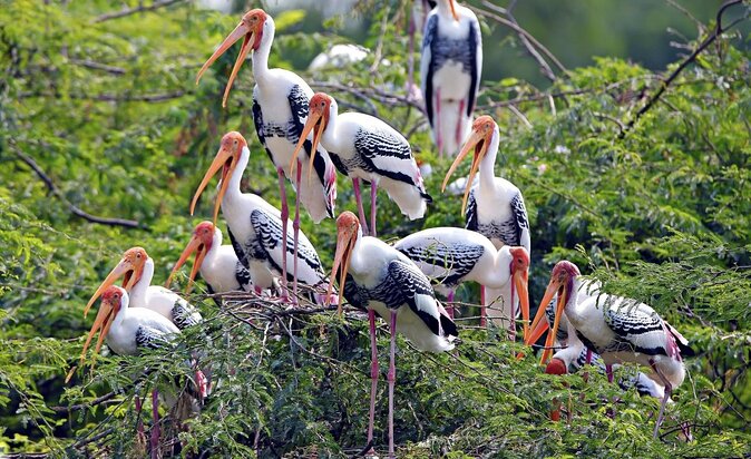 Bharatpurs Keoladeo National Park From Delhi and Drop Jaipur - Good To Know