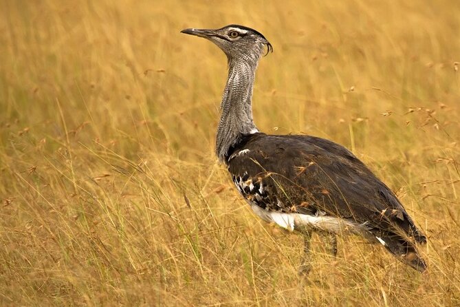Bhuj to Narayan Sarovar Sanctuary & White Rann of Kutch - Good To Know