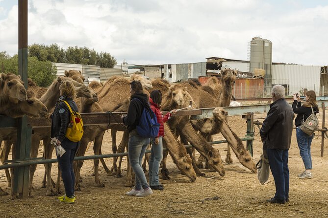 Bikaner Drop With Visit Camel Breeding Centre and Karni Mata Temple From Jodhpur - Good To Know