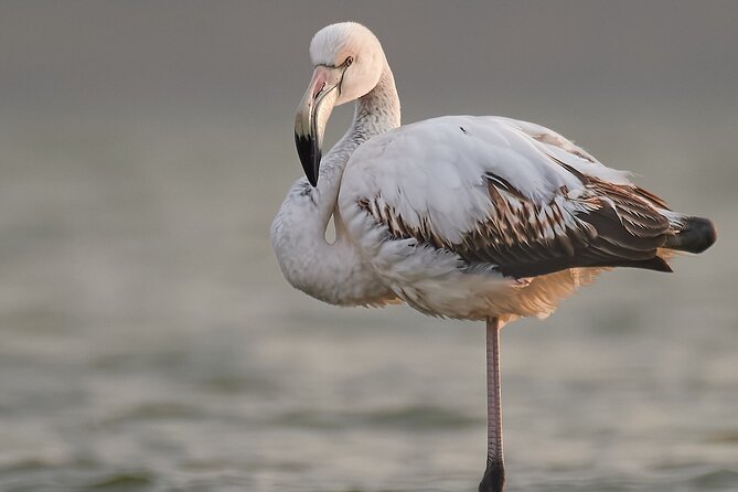 Bird Watching and Photography Private Tour Near Constanta - Good To Know