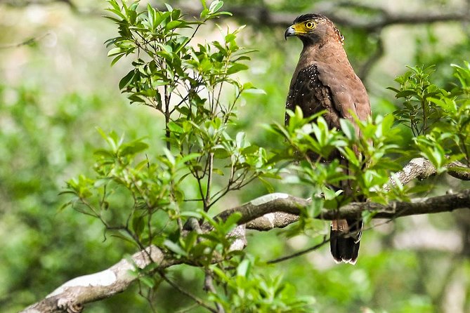 Bird Watching and Wildlife Tour (6 Days) - Good To Know