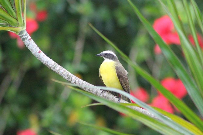 Bird-Watching and Wildlife Tour - Good To Know