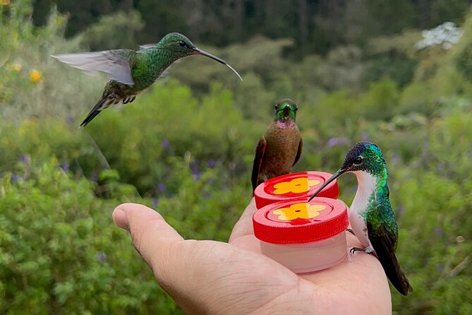 Bird Watching Half-Day Tour (Hummingbirds and Others - Good To Know