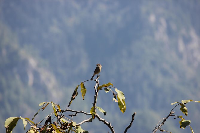 Bird-Watching Hikes Around Jibhi - Good To Know