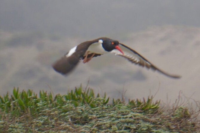 Bird Watching Mantagua Wetland&Penguins Cachagua Island From STGO - Good To Know