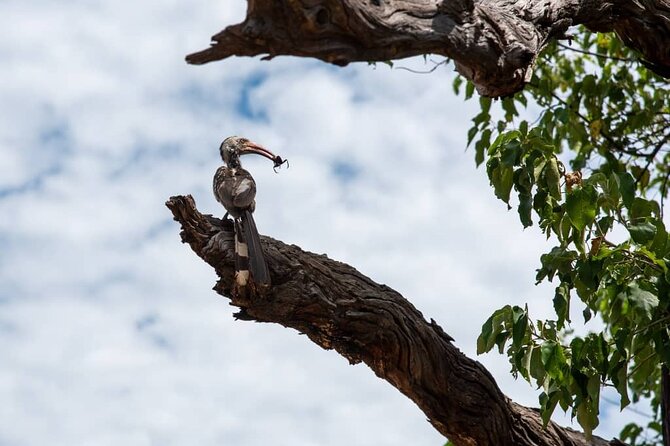 Bird Watching Safari - Cancellation Policy