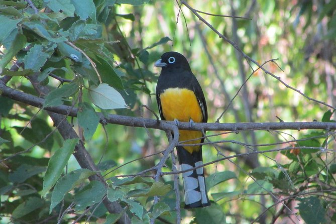 Bird Watching Tour - Good To Know