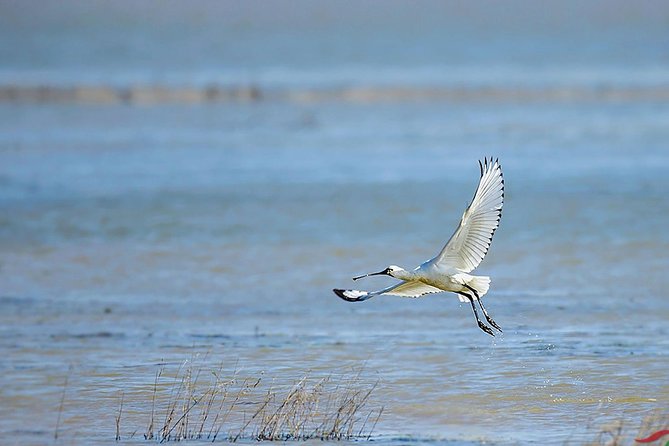 Bird Watching Tour at Nanji Hill Poyang Lake Nature Reserve From Nanchang - Tour Details