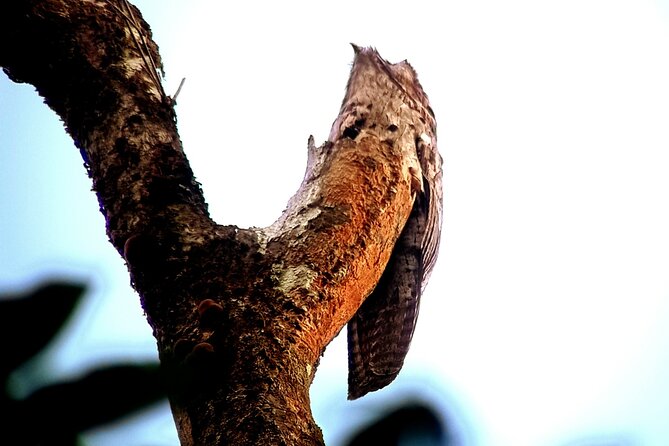 Bird Watching Tour in Drake Bay - Good To Know
