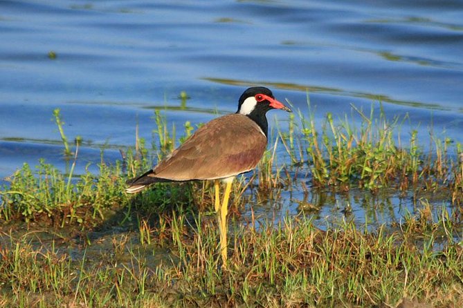 Bird Watching Tour in Muthurajawela Wetland From Colombo Harbour - Good To Know