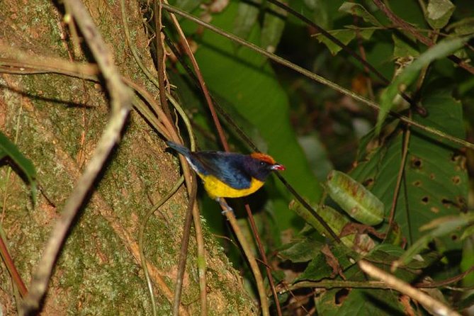 Birding Watching Tour From San José - Good To Know