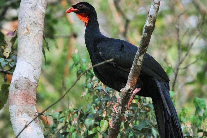 Birdwatching Day to Los Tarrales Nature Reserve (Private Tour) - Good To Know