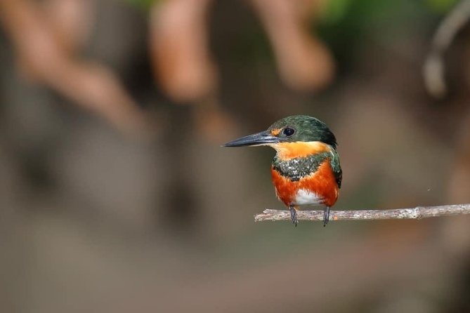 Birdwatching Manuel Antonio/ El Rey. (Marshes,Rice Fields,Canals) Group Tour - Good To Know