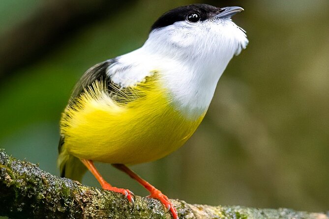 Birdwatching Tour in the Banks of Rio Celeste With Breakfast - Good To Know