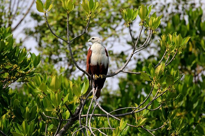 Birdwatching Walk in Anawilundawa Sanctuary From Kalpitiya - Good To Know