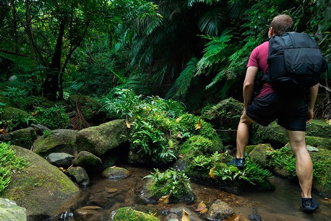 Birdwatching Walk in Sinharaja Rainforest From Colombo - Good To Know