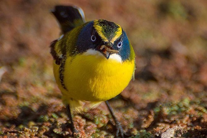 Birdwatching Wetland of Mantagua - Good To Know