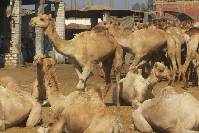 Birqash Camels Market - Good To Know