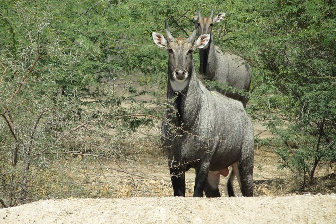 Bishnoi Village Safari - Good To Know