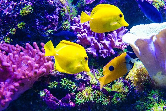 Blue Lagoon Snorkeling; Starfish Adventure; The Rock; Paje Beach; Kuza Cave Tour - Good To Know
